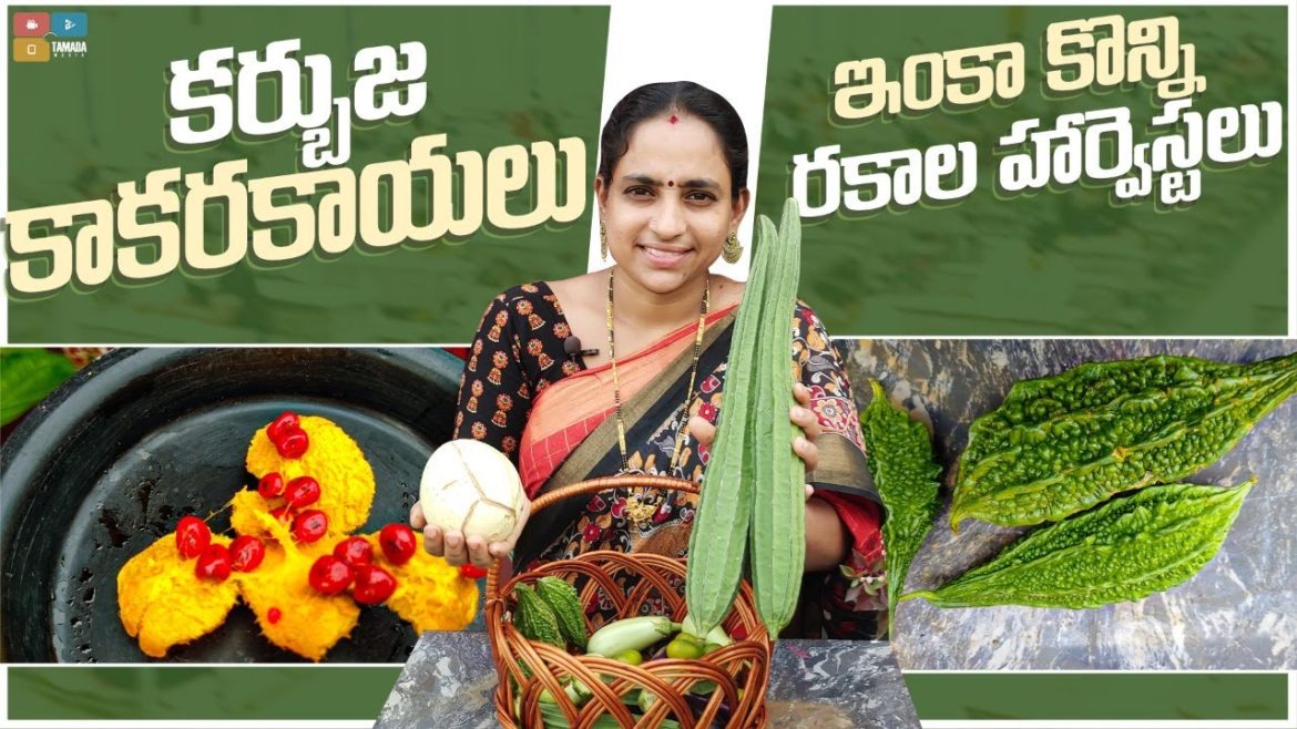 Fruits and vegetable Harvest  || TELUGU GARDEN VLOG