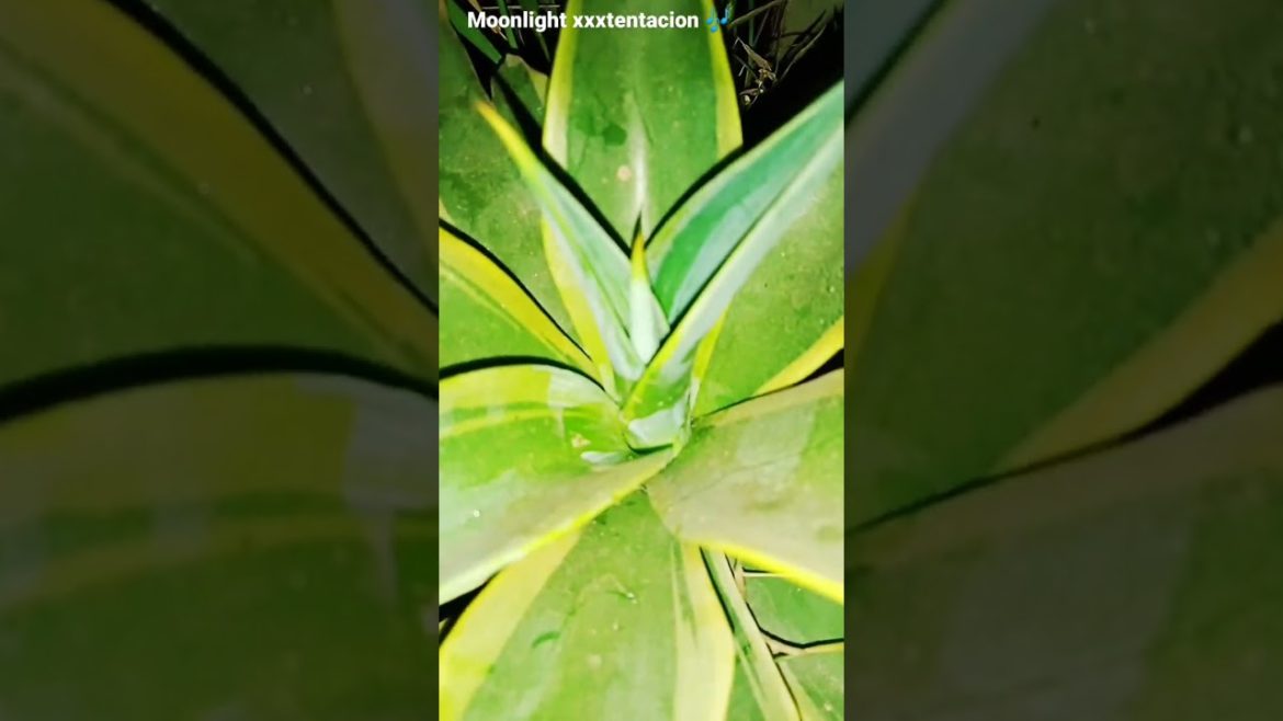 Moonlight xxxtentacion 🎶 #viralshorts #viral #shorts #shortfeed #xxxtentacion #moonlight #tree