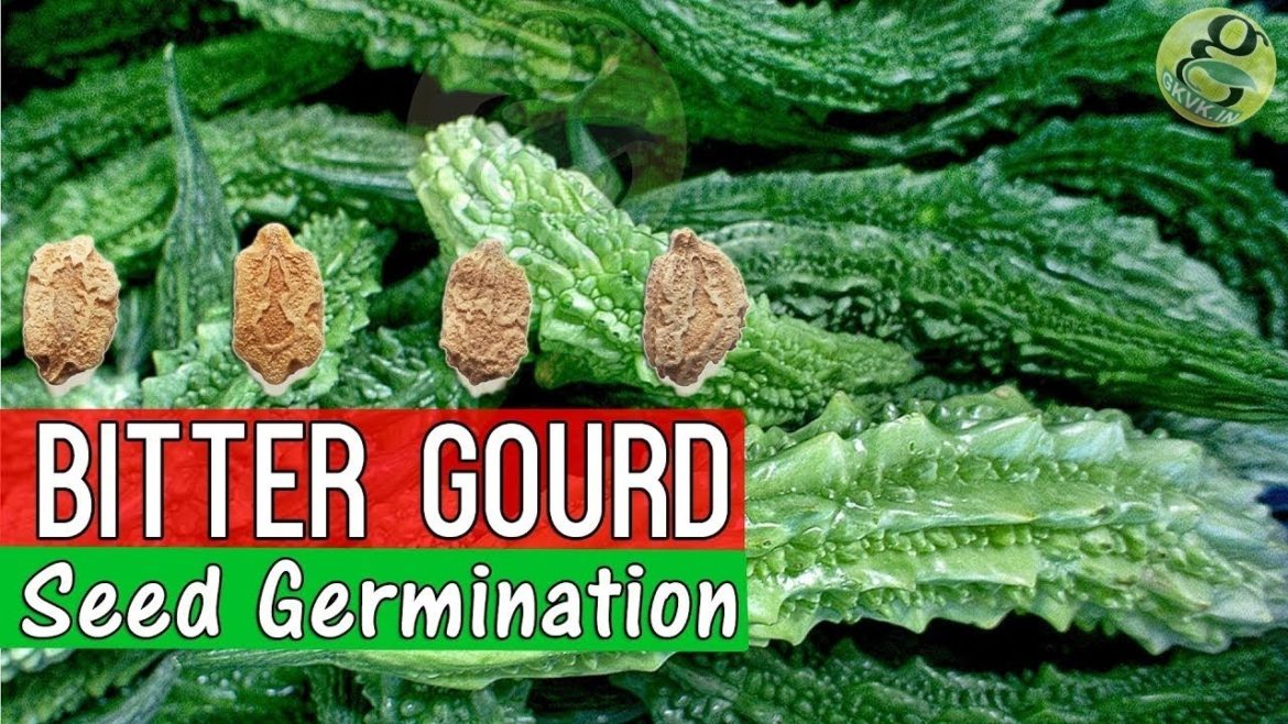 How to Grow Bitter Gourd from Seed Germination | Garden Tips in English | Bitter Melon How to Grow Bitter Gourd from Seed Germination | Garden Tips in English | Bitter Melon