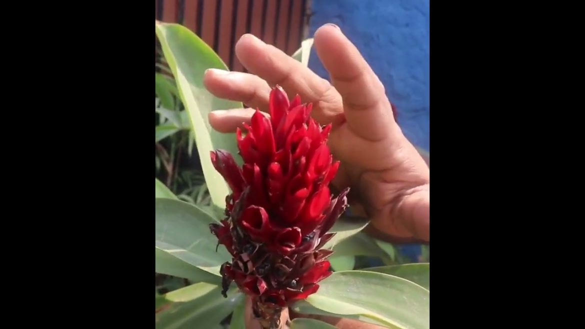 देखें इंसुलिन के पौधे में बीज कहाँ होते हैं Collecting Insulin Plant's / Cape Ginger seed #shorts देखें इंसुलिन के पौधे में बीज कहाँ होते हैं Collecting Insulin Plant's / Cape Ginger seed #shorts