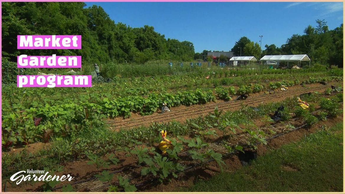 Growing Together Farm | Volunteer Gardener Growing Together Farm | Volunteer Gardener