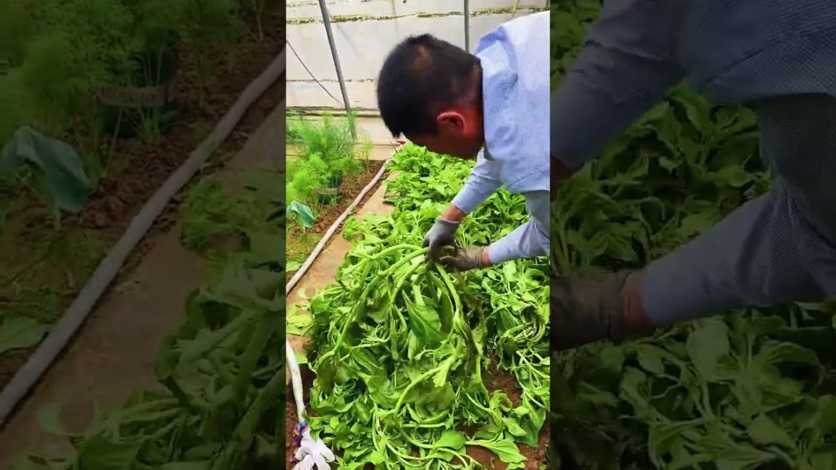 Tips for Growing Vegetables