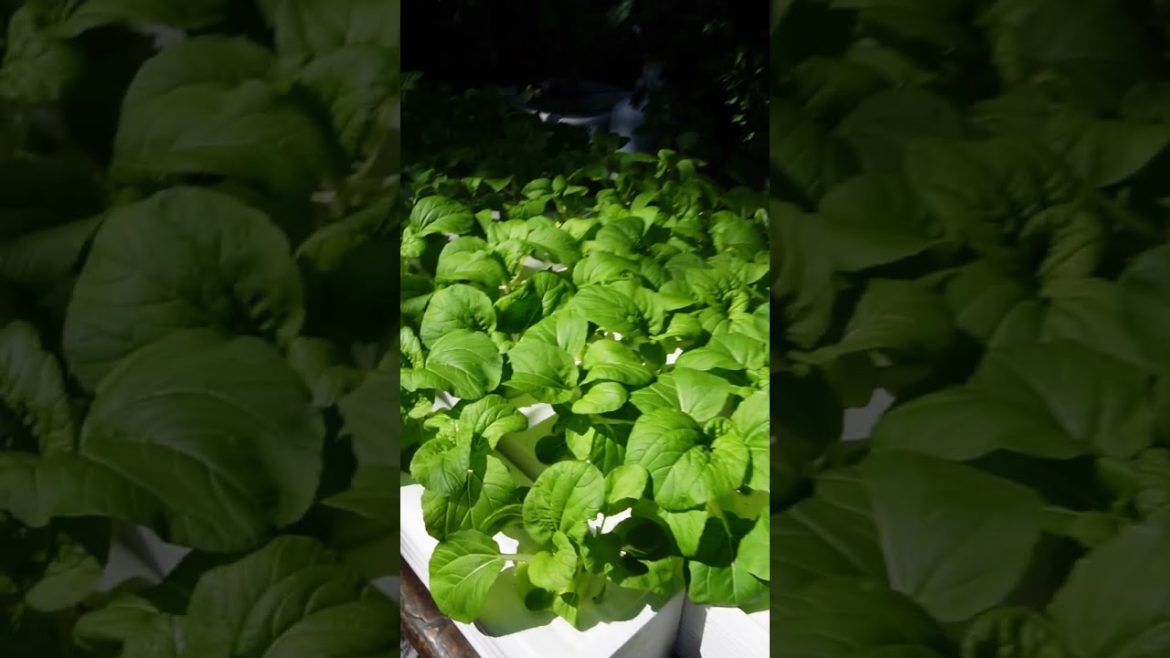 Mixing Old and New Gardening Methods, Today's Hydroponics