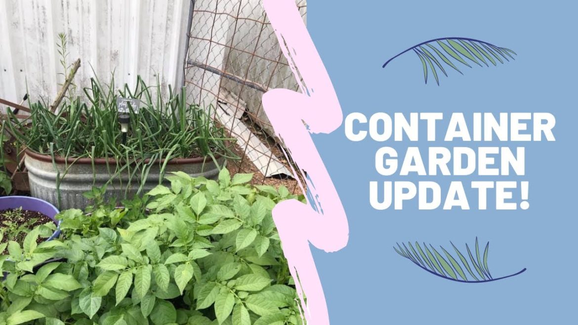 Container garden Update