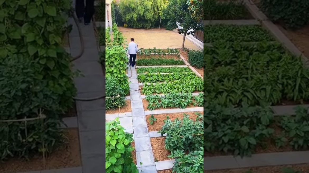 Tips for Growing Vegetables