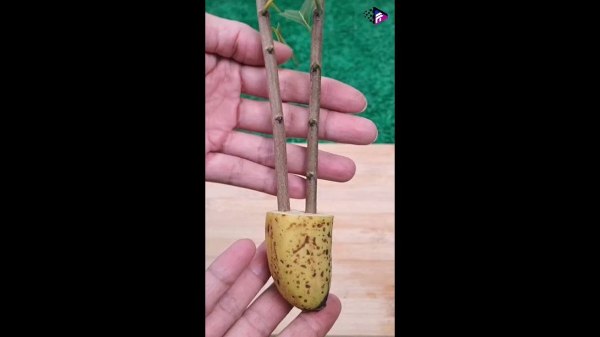 How to Grow Custard Apple Tree from Cutting by Banana #shorts #garden #trending How to Grow Custard Apple Tree from Cutting by Banana #shorts #garden #trending