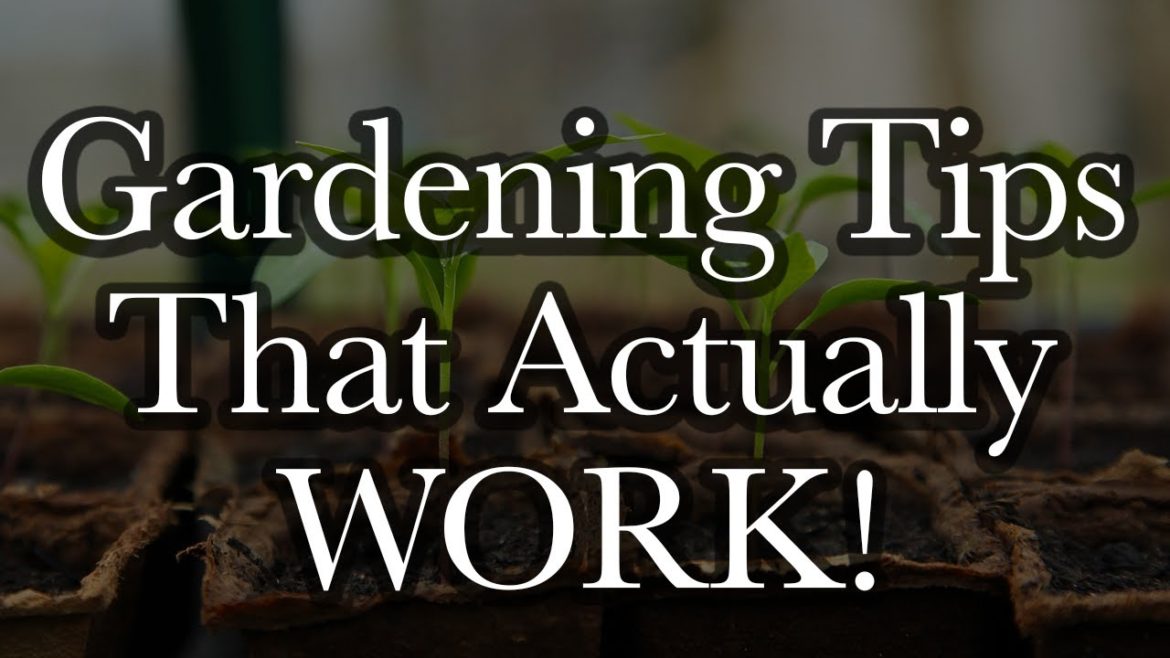 4 Gardening Tips that actually work and valuable ~ Beginner gardener instructional