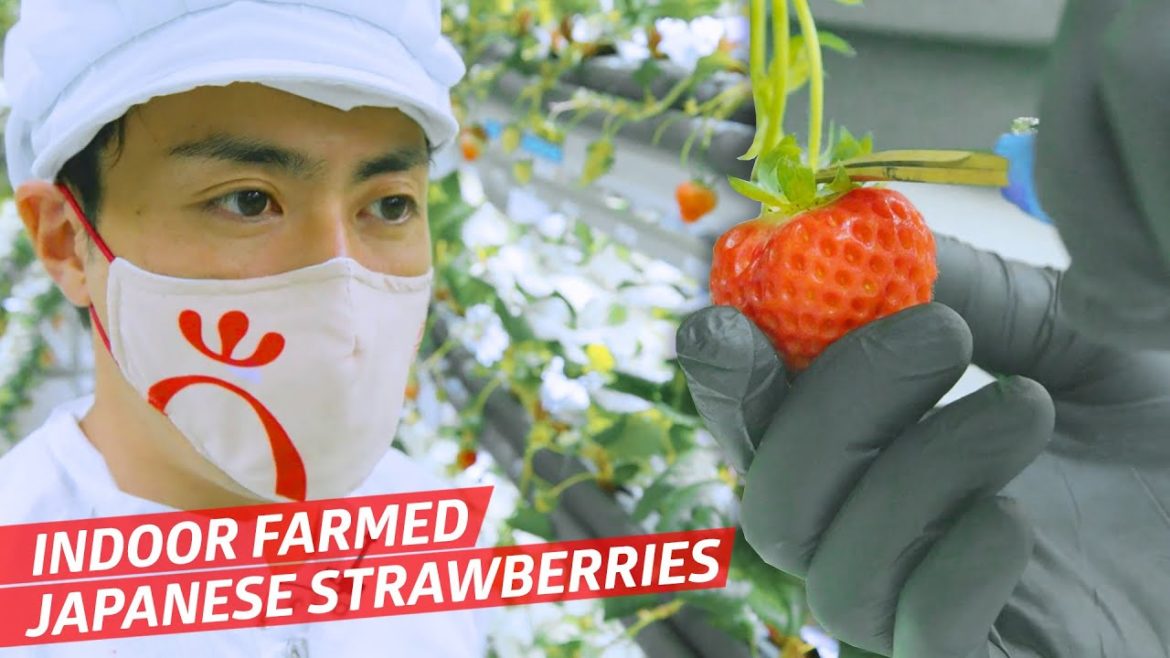 How This Indoor Vertical Farm Makes Perfect Japanese Strawberries — Vendors