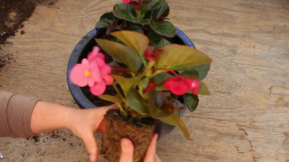 BIG® Easy Container Garden