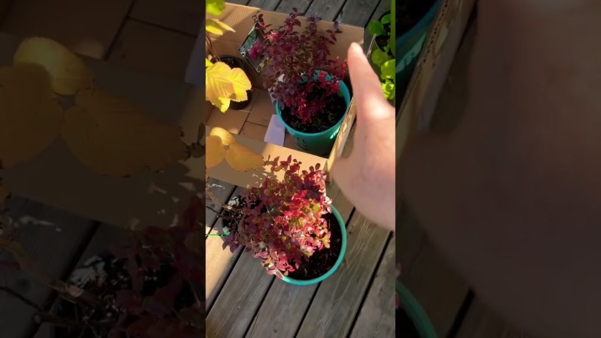 50% OFF PLANTS - Saving 💰 fall gardening tips🫐  #shorts #gardeningtips #shortsvideo