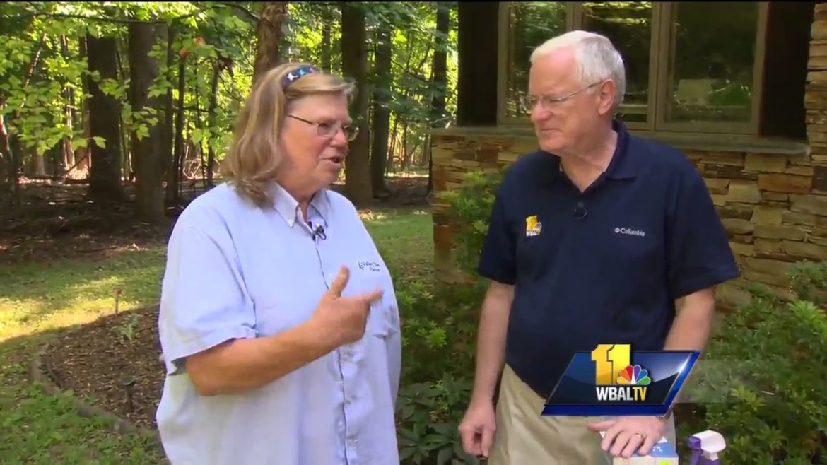 Sunday Gardener: Tips on controlling beetles Sunday Gardener: Tips on controlling beetles