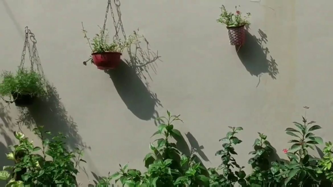 Zero cost 😱 Backyard  Garden 👍Makeover // Garden management ideas for beginners