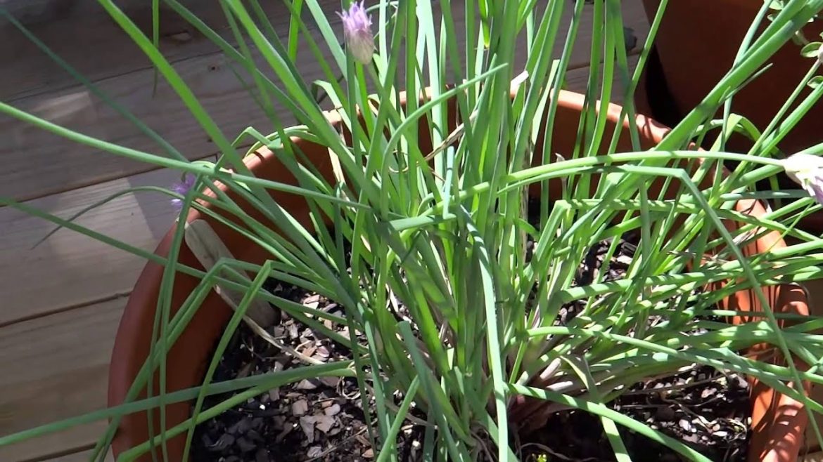The Container Garden, Galangal (Thai Ginger), Lemongrass, Kaffir Lime Tree, Terracotta Pots and More