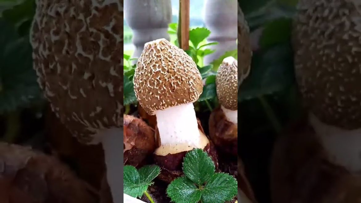 Bamboo Mushrooms harvest #shorts #gardening #harvest