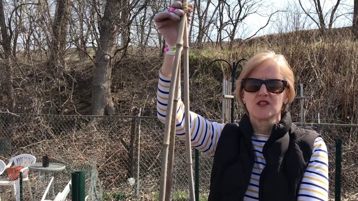 Tips for the urban gardener: Planting beans