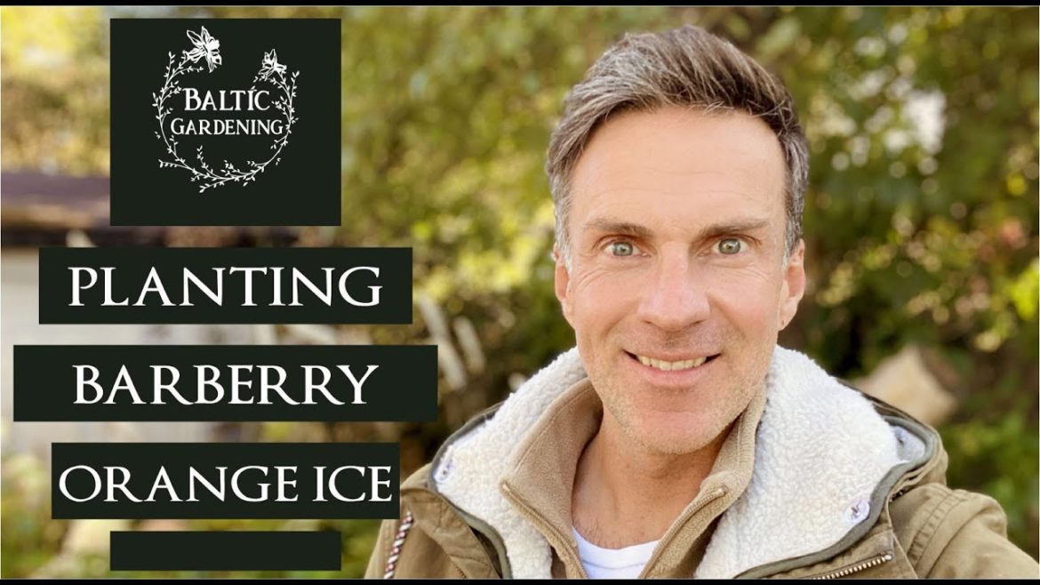 Planting Barberry 'Orange Ice'. Autum garden. Garden projects. Planting in the garden. Plants