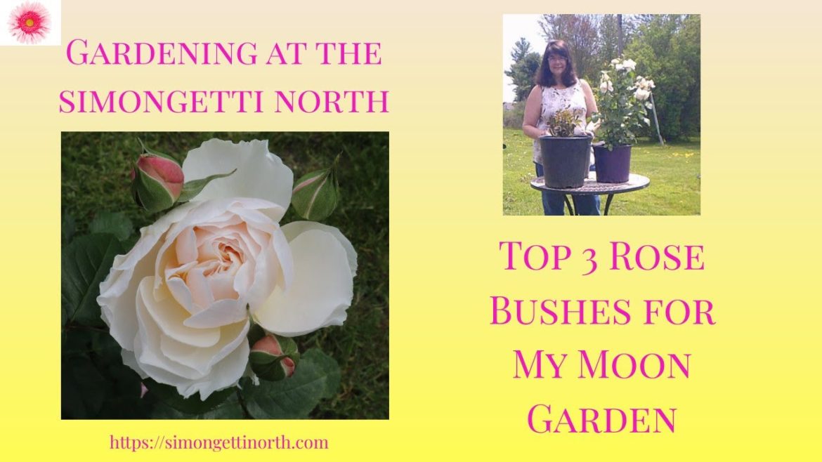 Top 3 Rose Bushes - Moon Garden Flowers 🌹🌹// Gardening at the Simongetti North