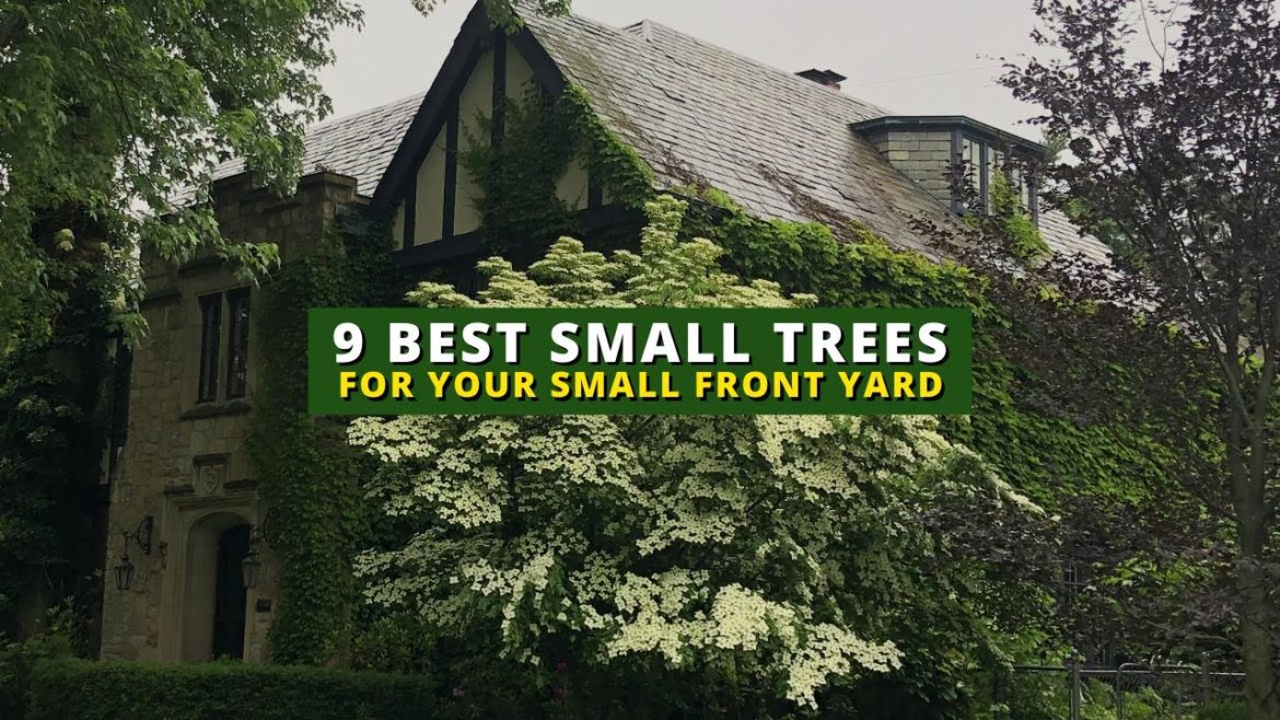 The 9 Best Small Trees for Your Front Yard π²π³ The 9 Best Small Trees for Your Front Yard π²π³