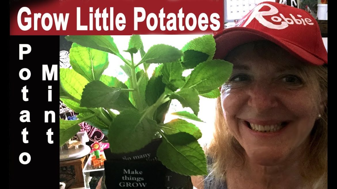 EASY How to Grow Little Potatoes African Potato Mint Vegetable Container Garden & Permaculture Plant EASY How to Grow Little Potatoes African Potato Mint Vegetable Container Garden & Permaculture Plant