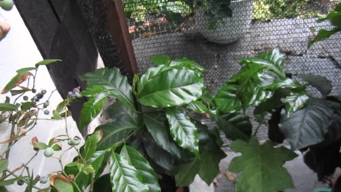 How to grow coffee (container gardening)