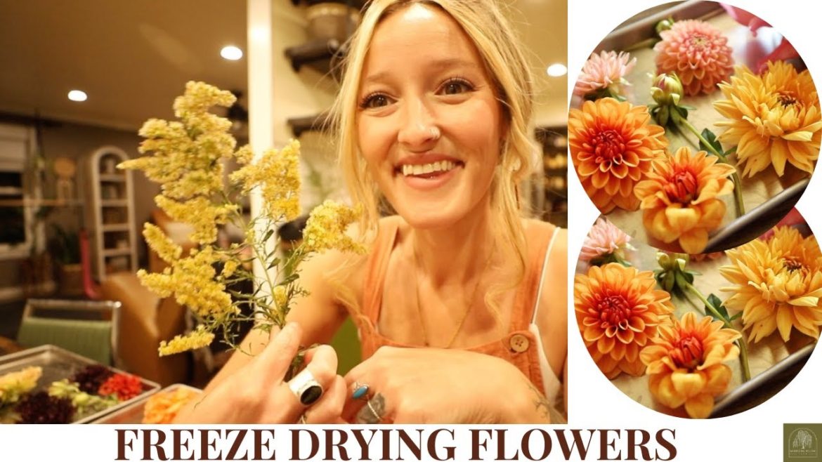 Who knew you could do this?! |FREEZE DRYING FLOWERS| VLOG Who knew you could do this?! |FREEZE DRYING FLOWERS| VLOG