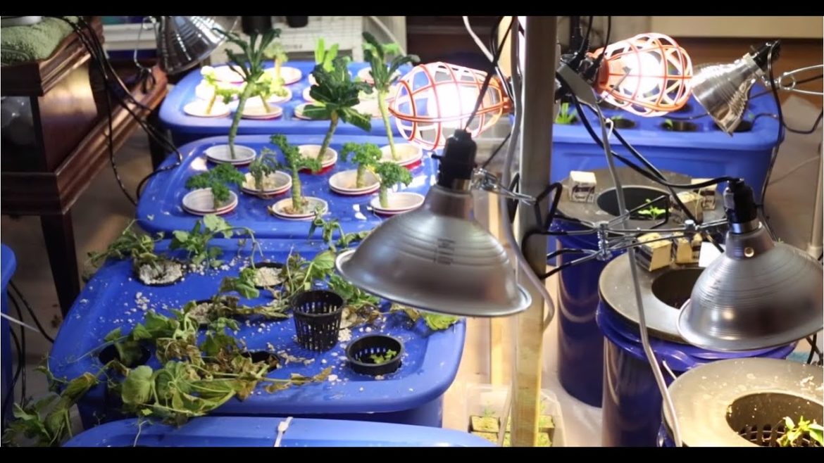 A Beginners Introduction to Hydroponic Gardening A Beginners Introduction to Hydroponic Gardening