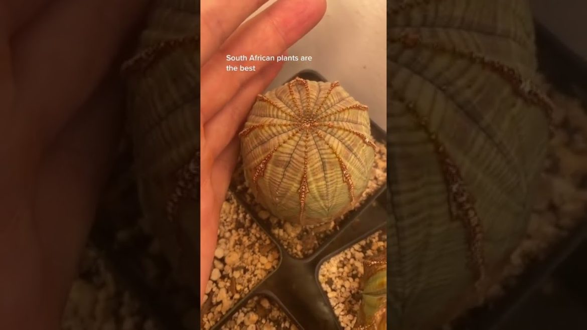 Plant Mom Tiktok verdery farms