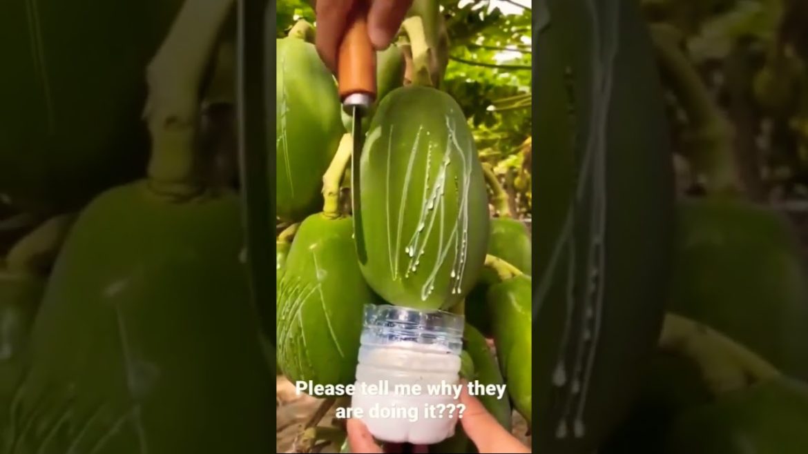 Papaya Fruit -The Health Benefits of Papaya #shorts #youtubeshorts #ytshorts