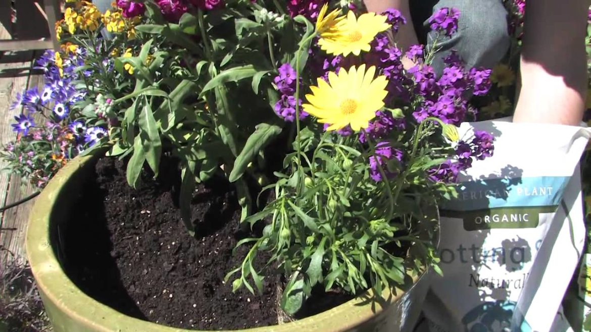 Organic Mechanics Soil Co. Presents // American Plant – Container Gardening With Annuals Organic Mechanics Soil Co. Presents // American Plant - Container Gardening With Annuals