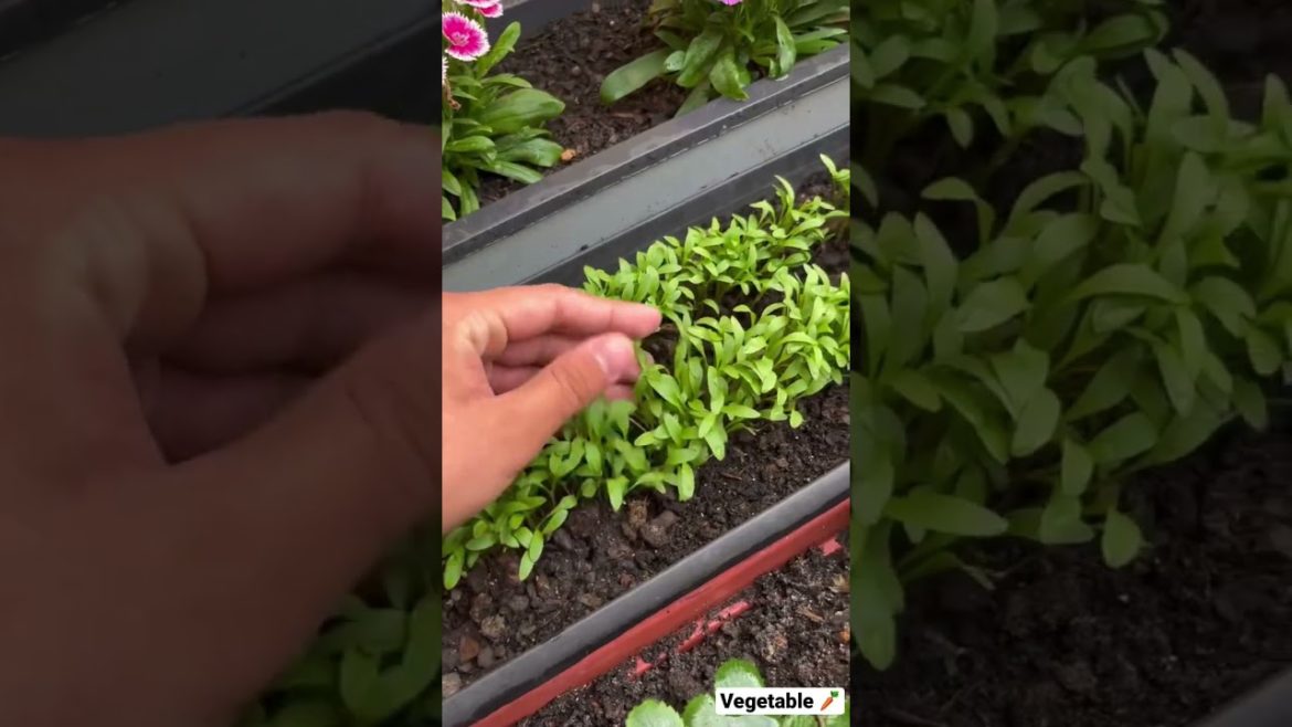 Green vegetable grow up #shorts