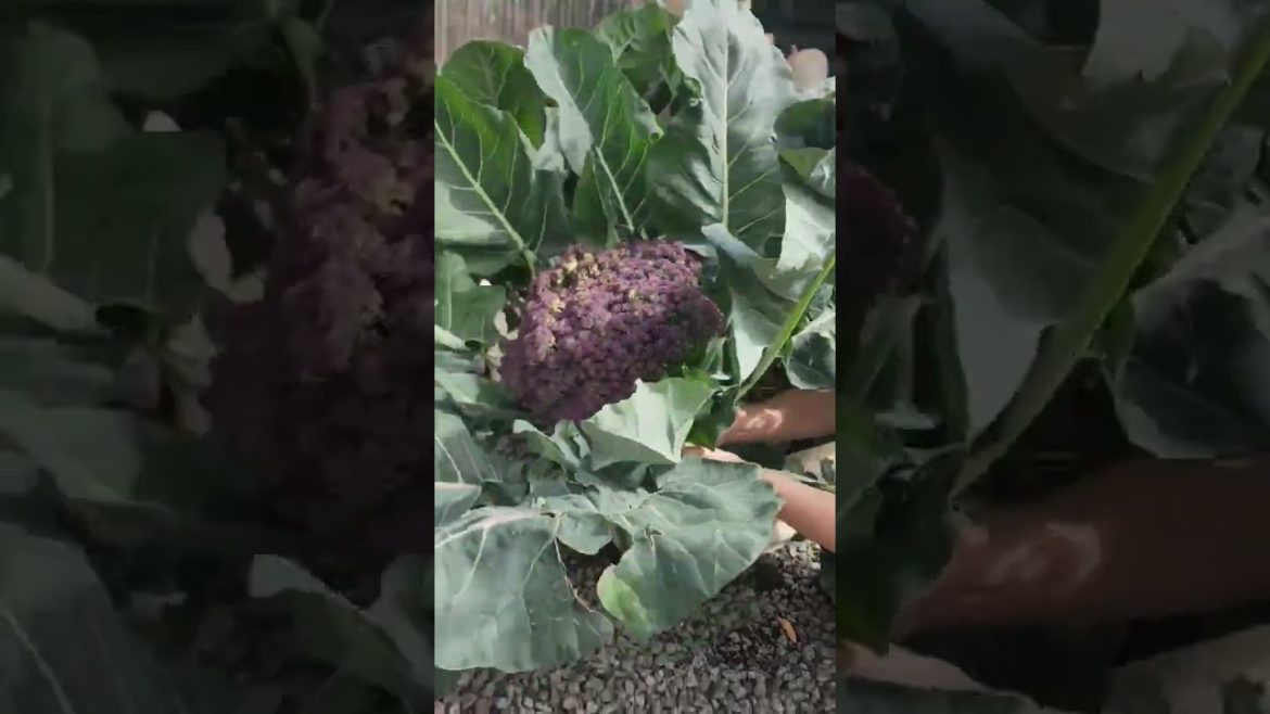 Harvesting Large Purple Broccoli | Happy Gardening #shorts #broccoli #gardening