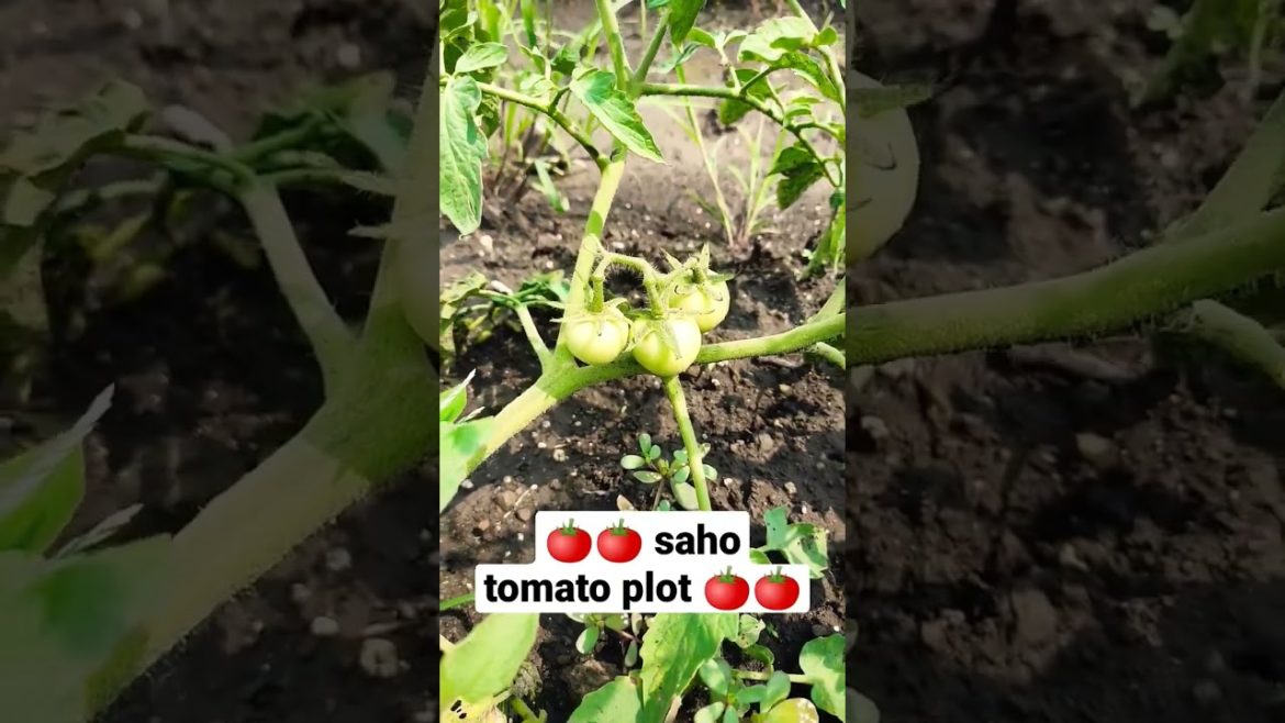 🍅 tomato plot 🍅 saho vrayti tomato 🍅🍅 #shorts #shortsfeed