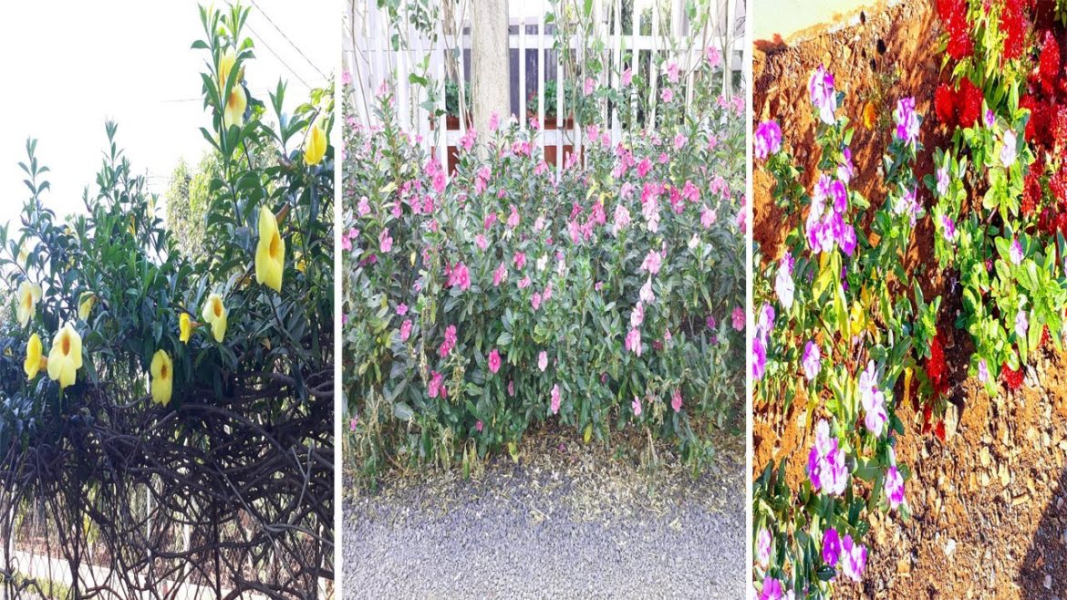 3 Gorgeous And Fresh Front Yard Landscaping Ideas For Your Inspiration | garden ideas