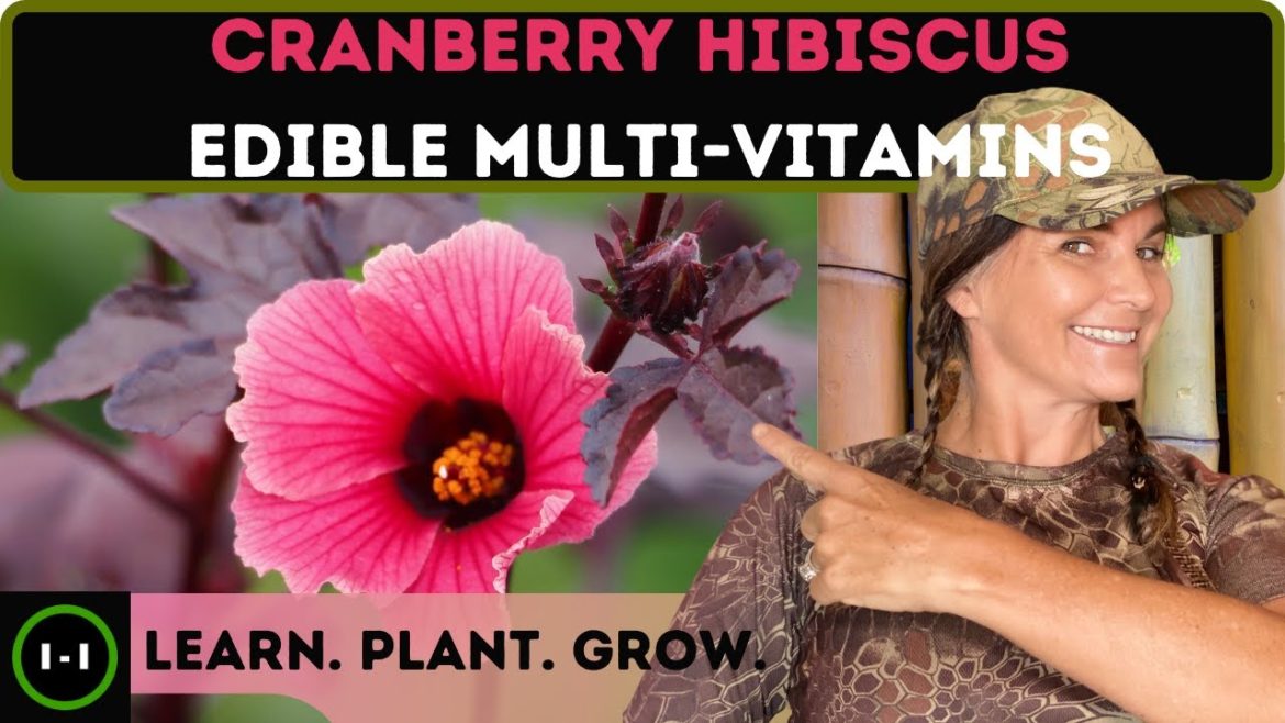 Cranberry Hibiscus: Edible Multi-Vitamins! Cranberry Hibiscus: Edible Multi-Vitamins!