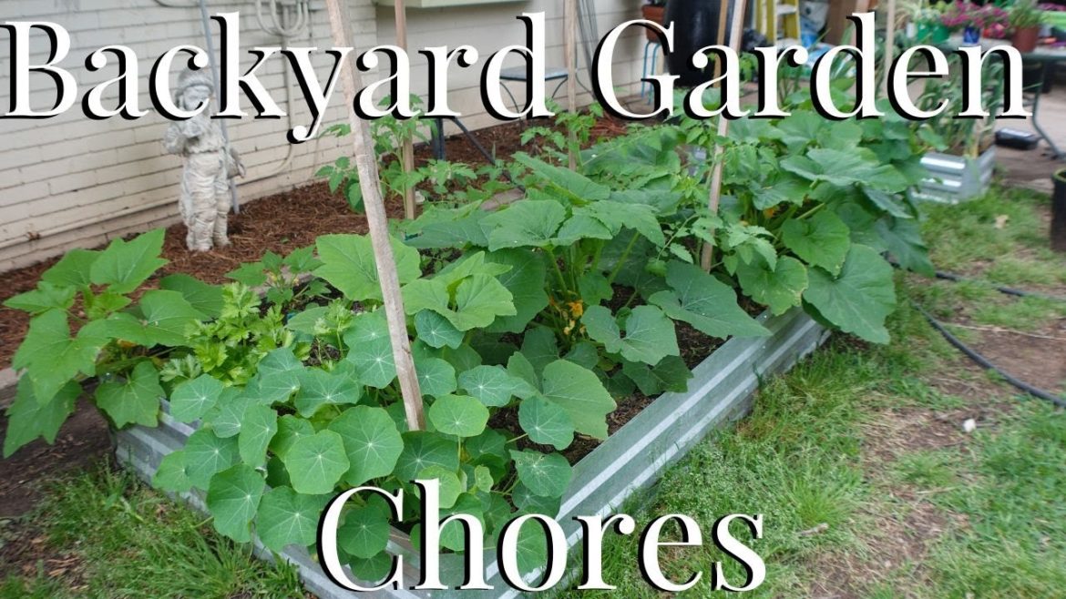 Backyard Garden Chores + Garden Tips