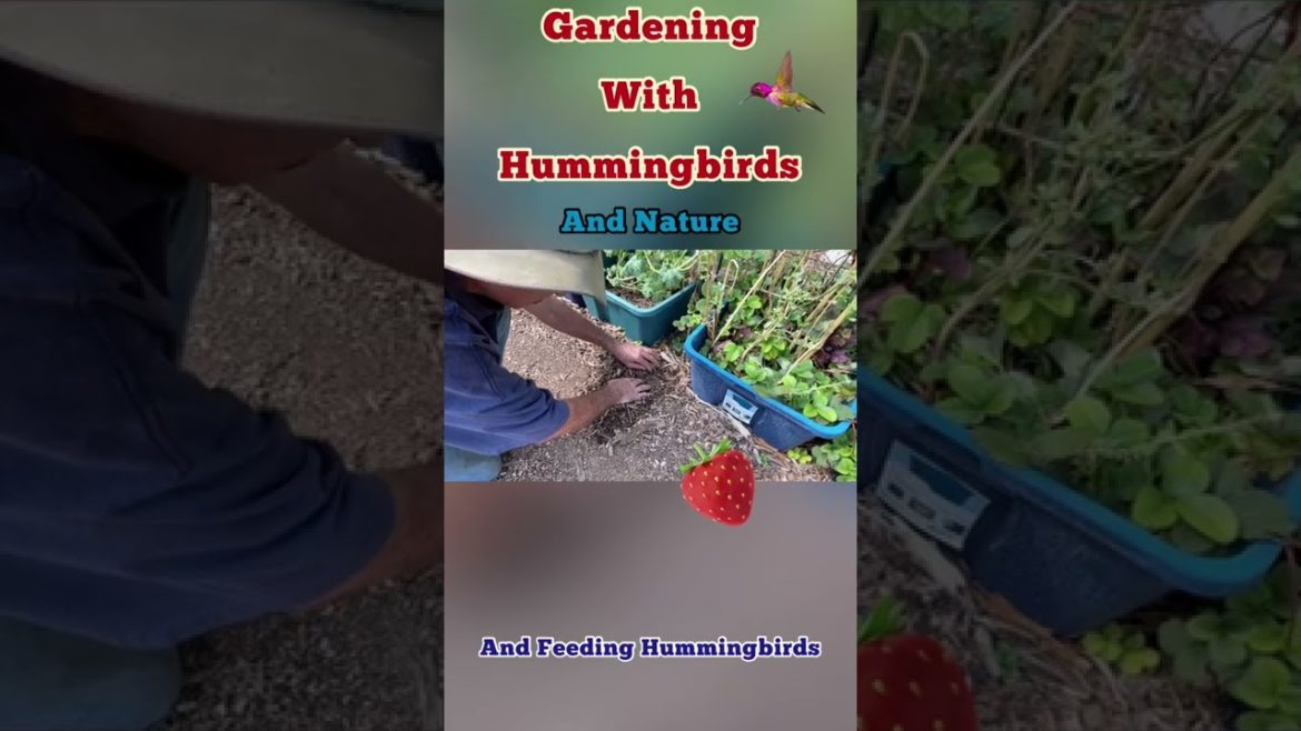 Vertical Garden Rebar Trellis Tunnel, Hummingbirds & Container Gardening Growing Vegetables #shorts