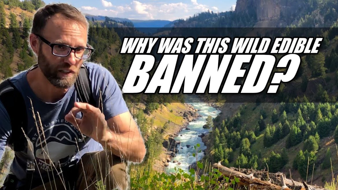 Why Did They OUTLAW This Wild Edible Historically? In 1911 It was Banned. Now Legal in many states.