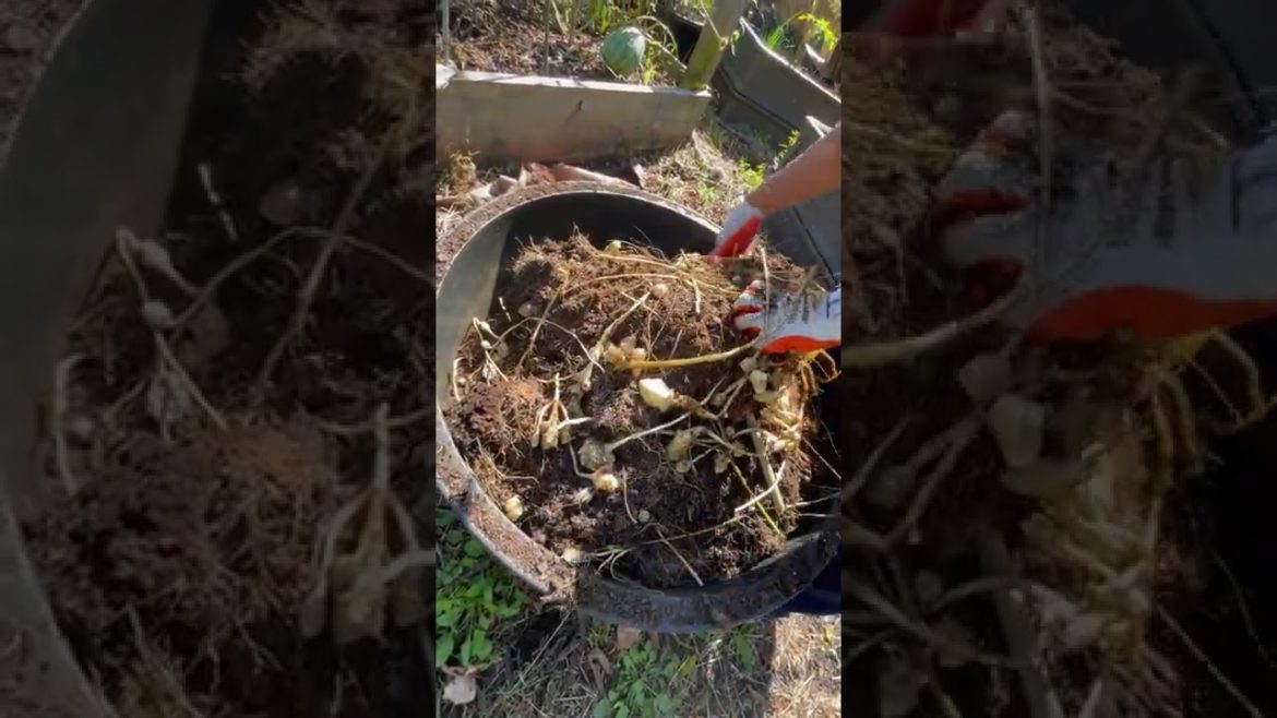 First Sunchoke Harvest 2022  | Jerusalem Artichokes | #Shorts First Sunchoke Harvest 2022  | Jerusalem Artichokes | #Shorts