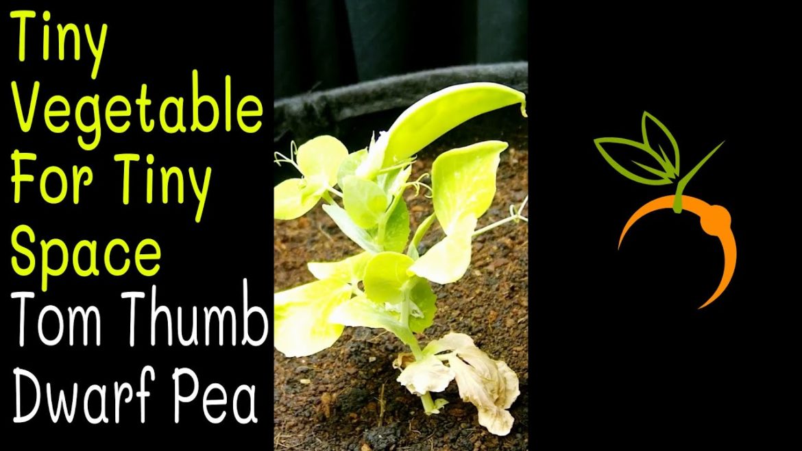 What A Tiny Pea Plant! Tom Thumb Dwarf Pea Time Lapse Trailer