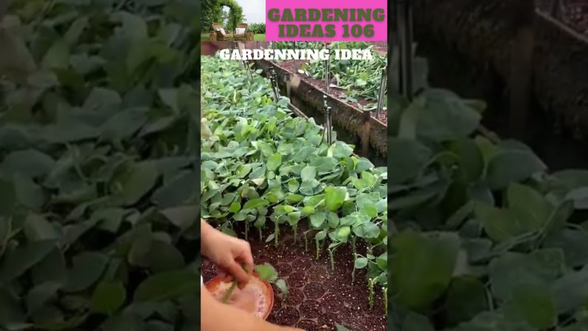 Cutting 100,000 rose trees πππ±ππ΄π±πΏπ /gardening ideas ππ΄π±πΏπ Cutting 100,000 rose trees πππ±ππ΄π±πΏπ /gardening ideas ππ΄π±πΏπ