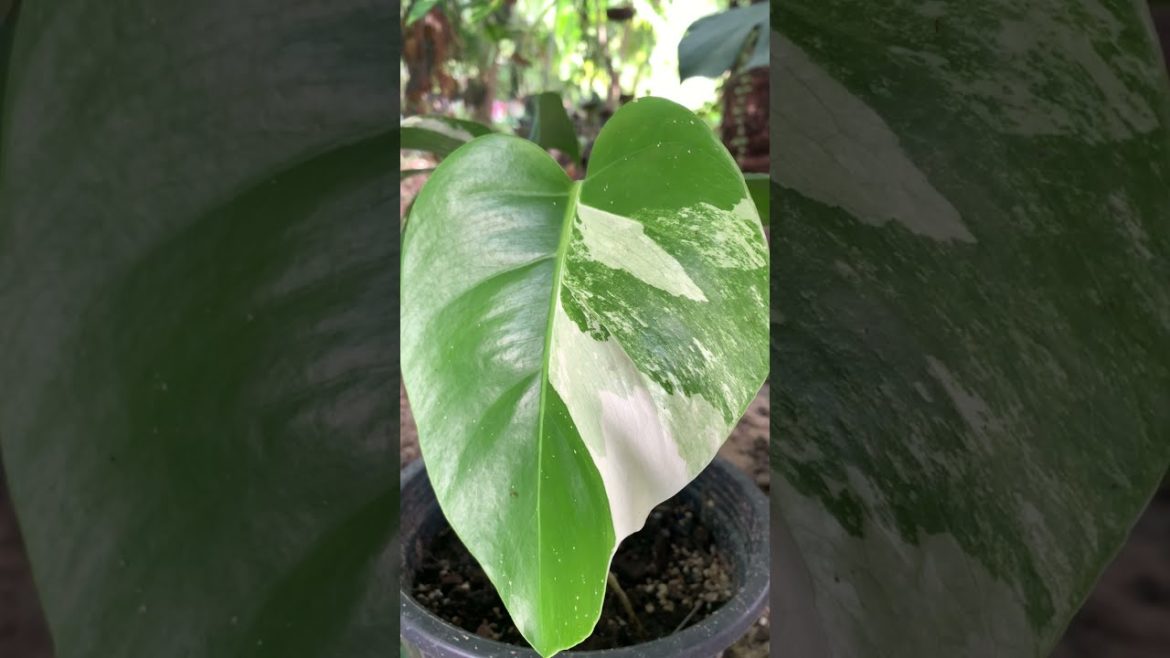 Relaxing with Green Plants Garden Tour | Ep 179 #shorts Relaxing with Green Plants Garden Tour | Ep 179 #shorts