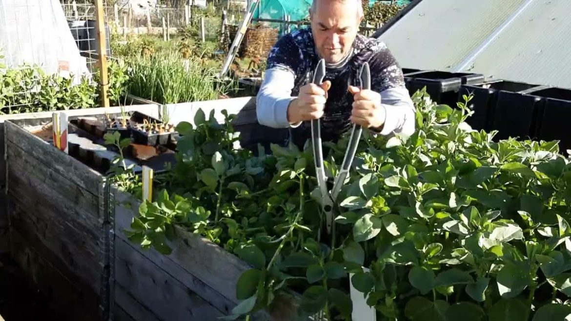 Green Manure Chop & Drop 🌻 Silent Footage Due To Filming Issues