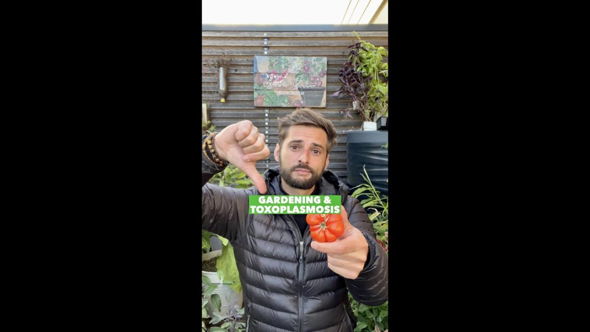 Gardening & Toxoplasmosis : Wash your veggies!