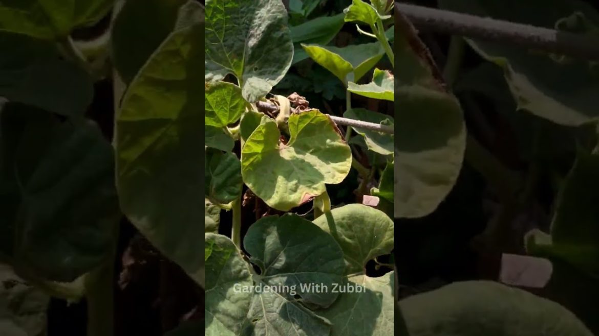 Massively Grow Bottle Gourd in Plastic Container, Gardening Tips, Gardening With Zubbi #shorts Massively Grow Bottle Gourd in Plastic Container, Gardening Tips, Gardening With Zubbi #shorts