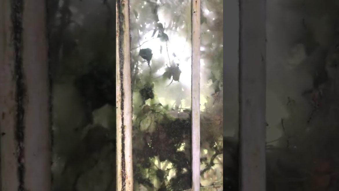 Winter Garden Tiktok todesski