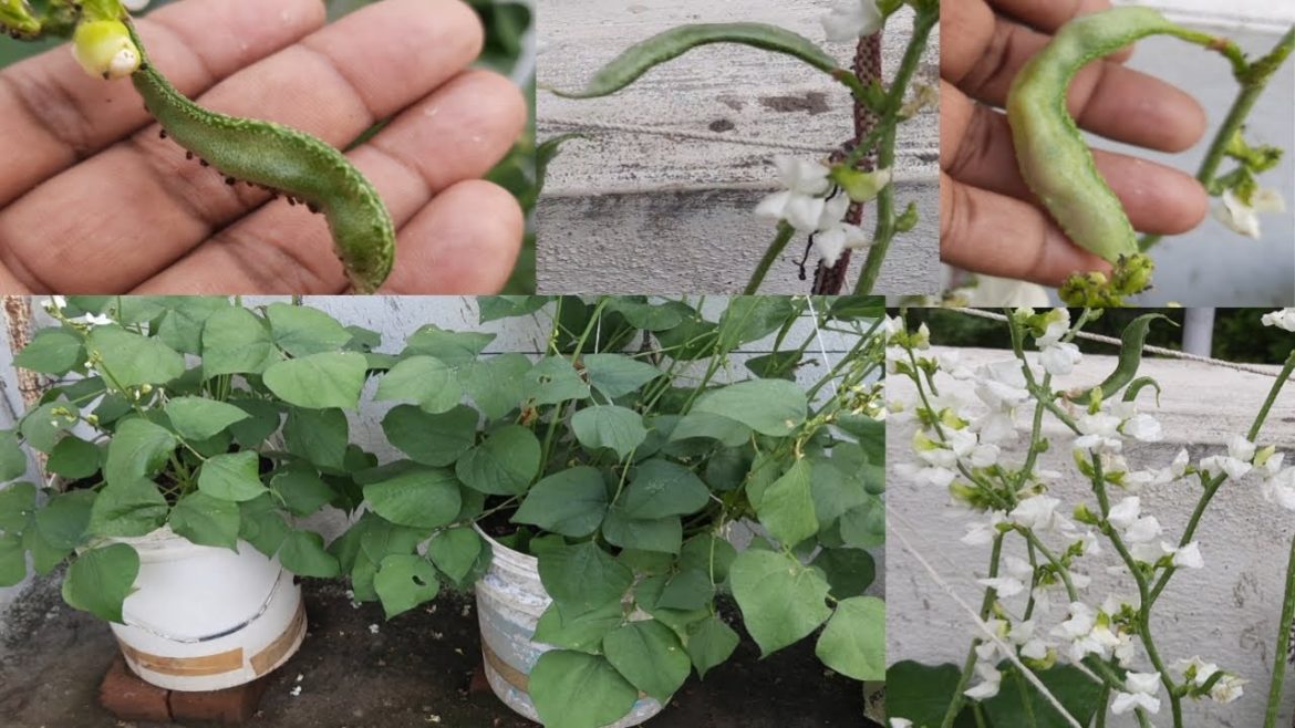 From Seed to Dolichos beans, easy way to grow Dolichos on terrace garden |Dolichos|Gardengineer