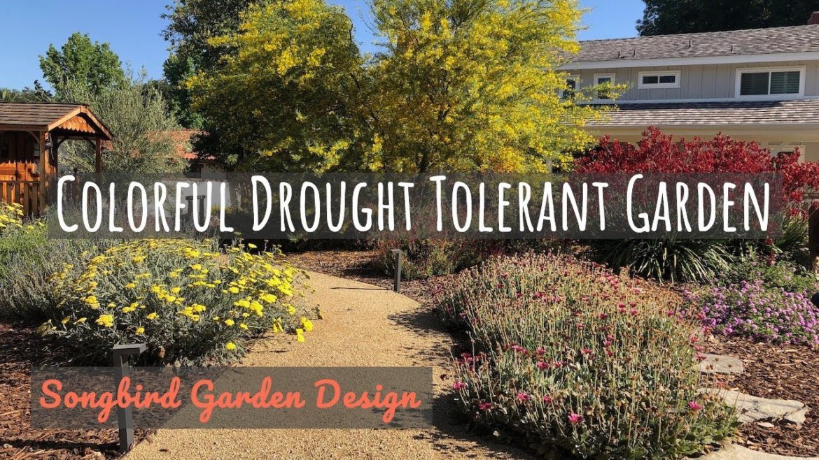 Colorful Drought Tolerant Garden