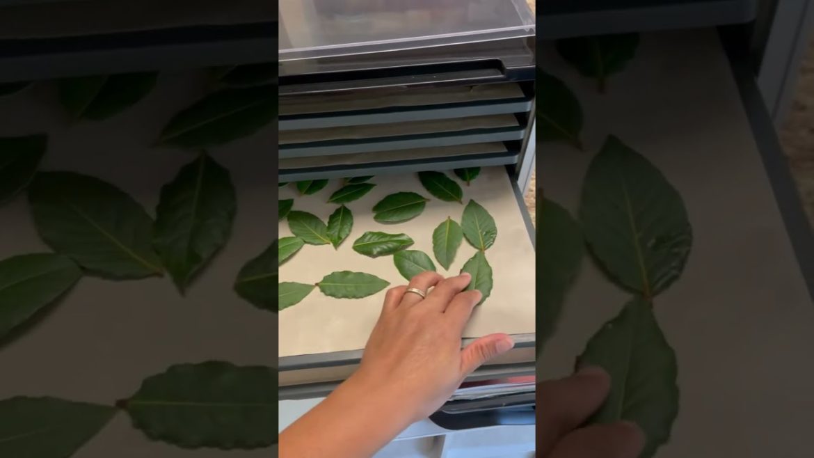 First Bay Leaves Harvest 2022  | Dehydrating Bay Leaves | #Shorts First Bay Leaves Harvest 2022  | Dehydrating Bay Leaves | #Shorts