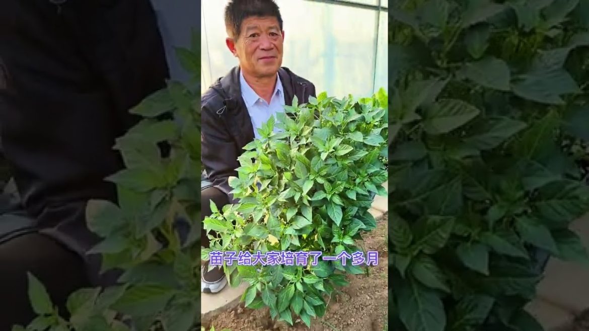 Tips for Growing Vegetables