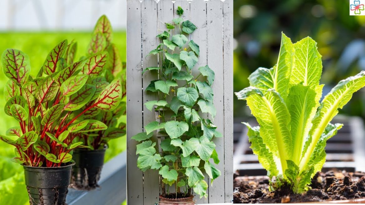 18 Fast Growing Vegetables for Quick Harvest (Grown in Containers Too)